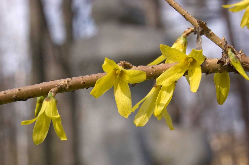 Изображение особи род Forsythia.