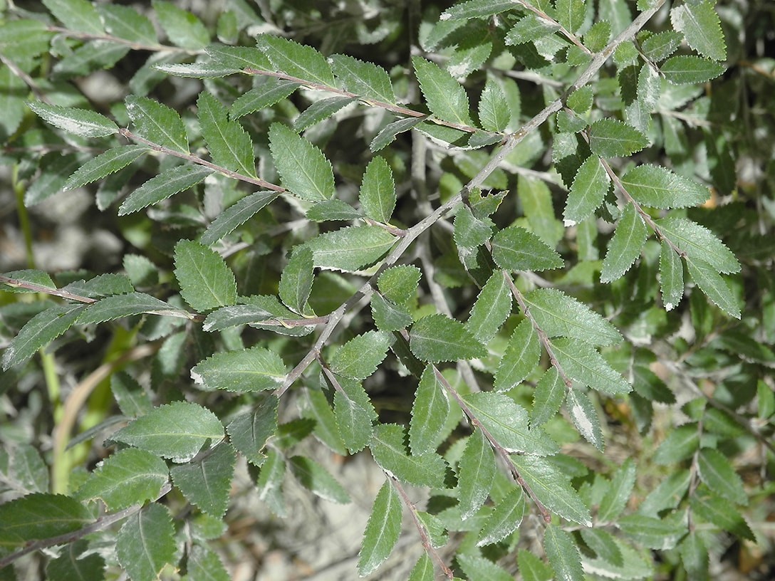 Изображение особи Nothofagus dombeyi.