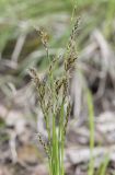 Carex rhizina