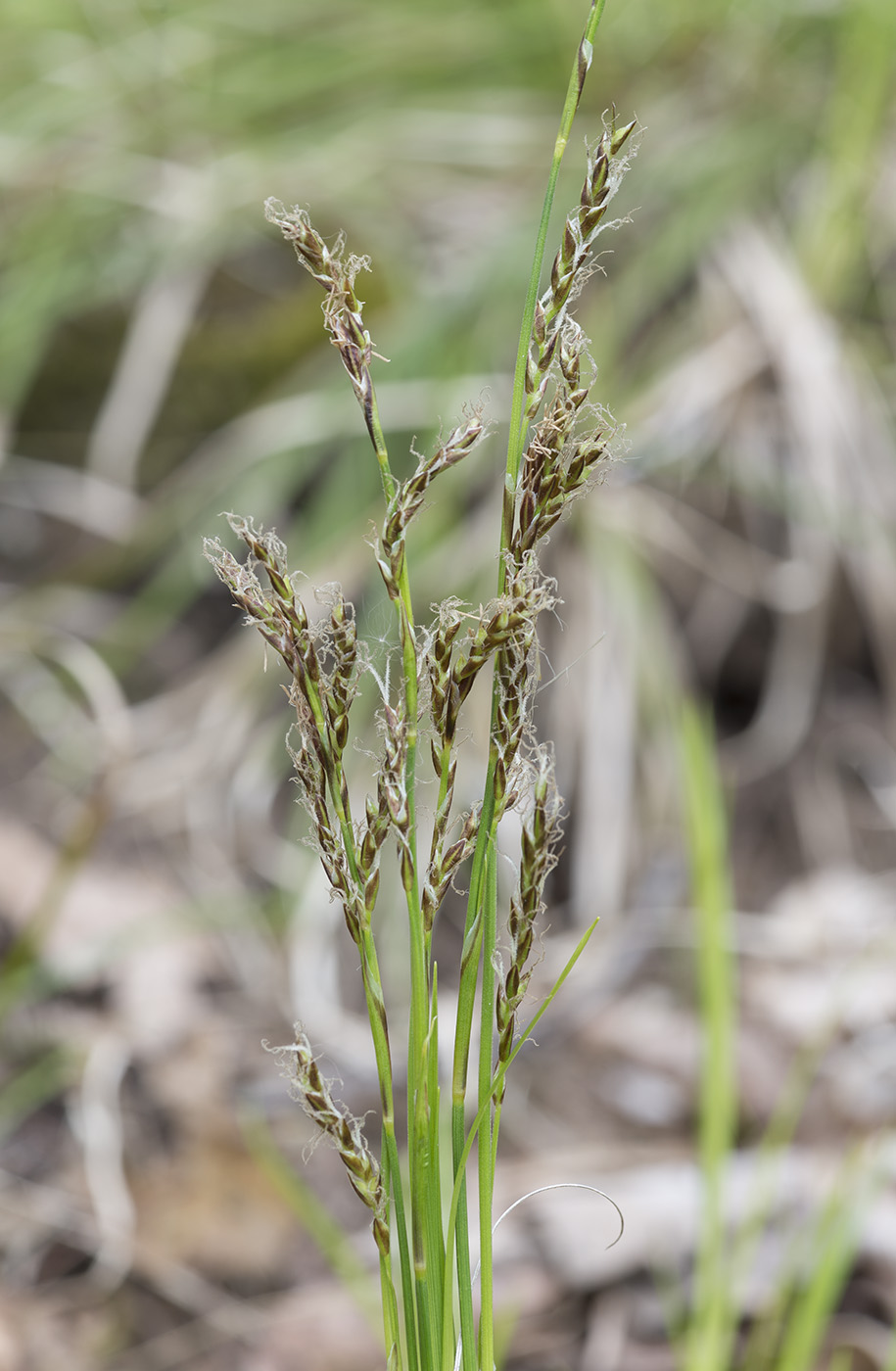 Image of Carex rhizina specimen.