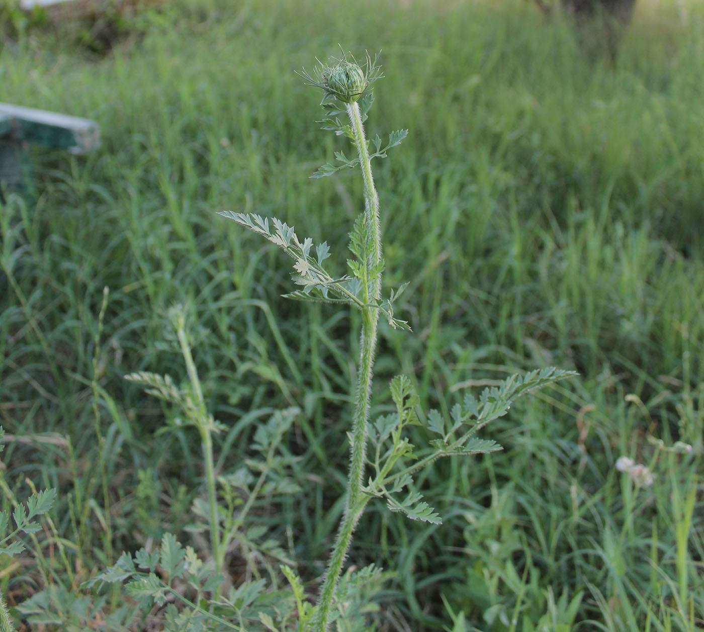 Image of Daucus carota specimen.