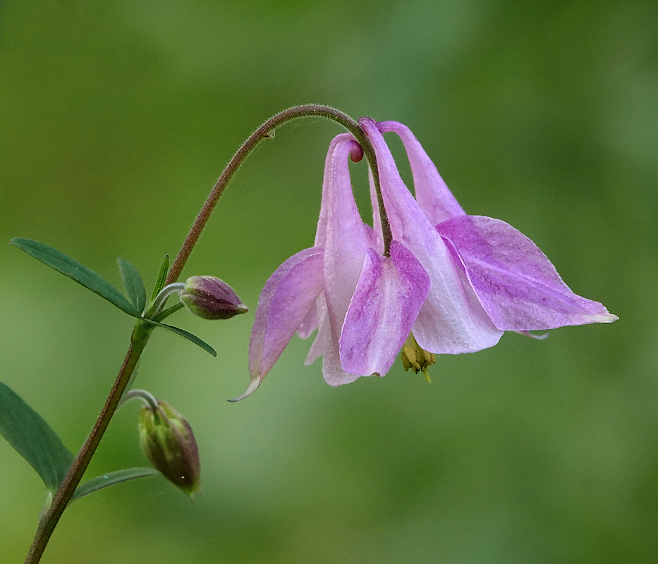 Image of Aquilegia vulgaris specimen.