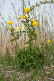 Trollius europaeus