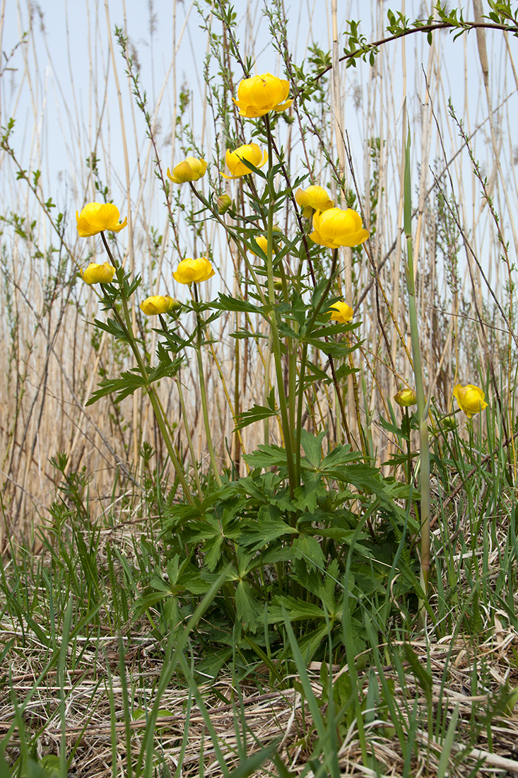 Изображение особи Trollius europaeus.