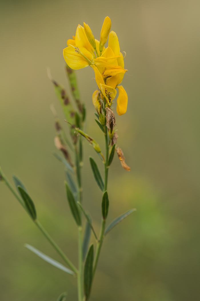 Изображение особи Genista tinctoria.