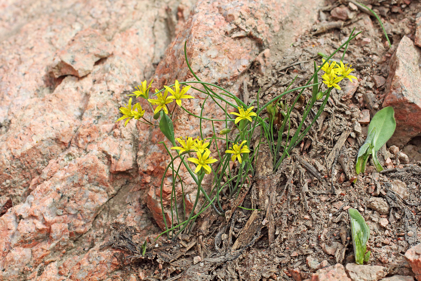 Image of Gagea caelestis specimen.