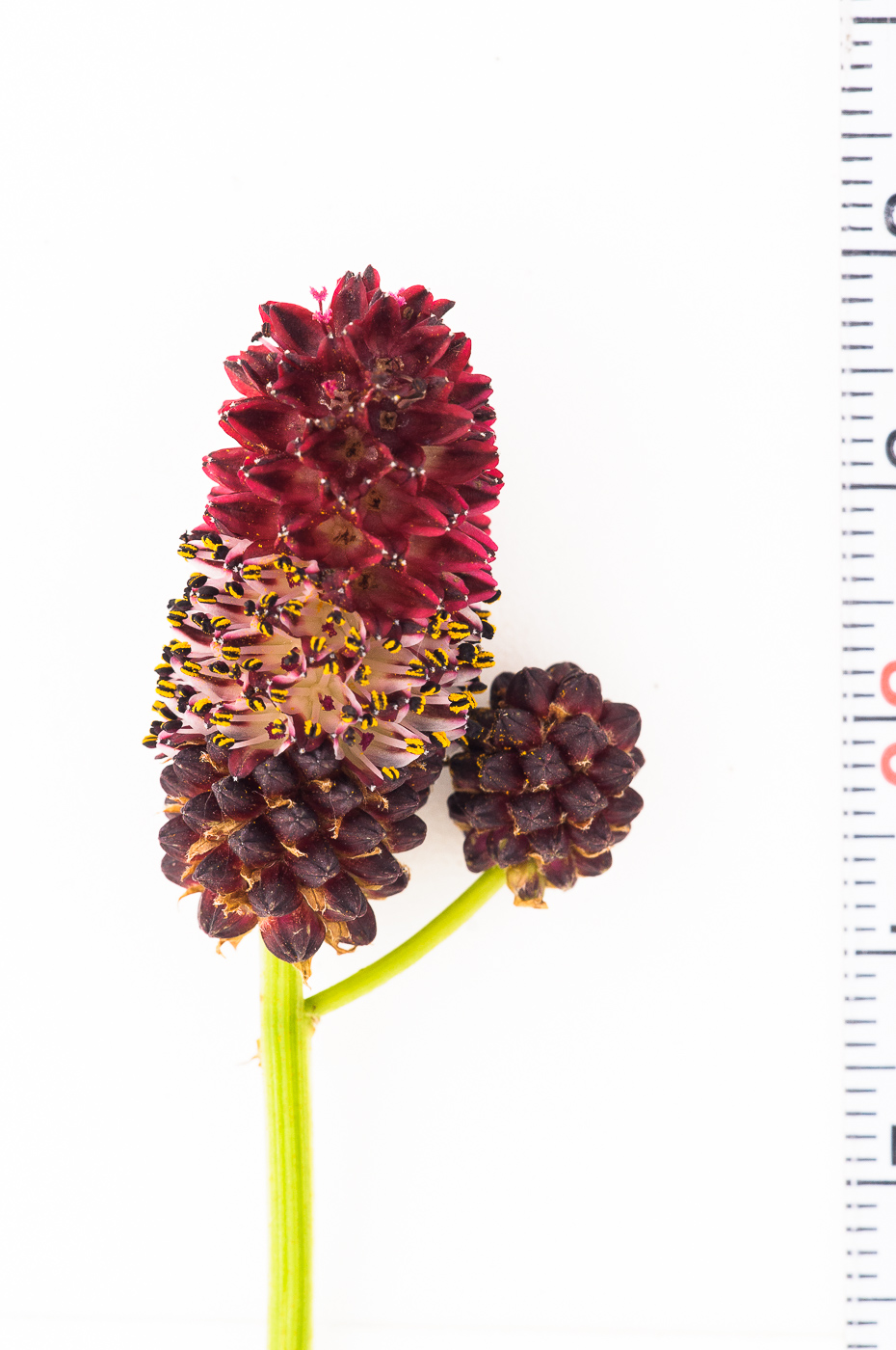 Image of Sanguisorba officinalis specimen.