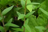 Linum hypericifolium