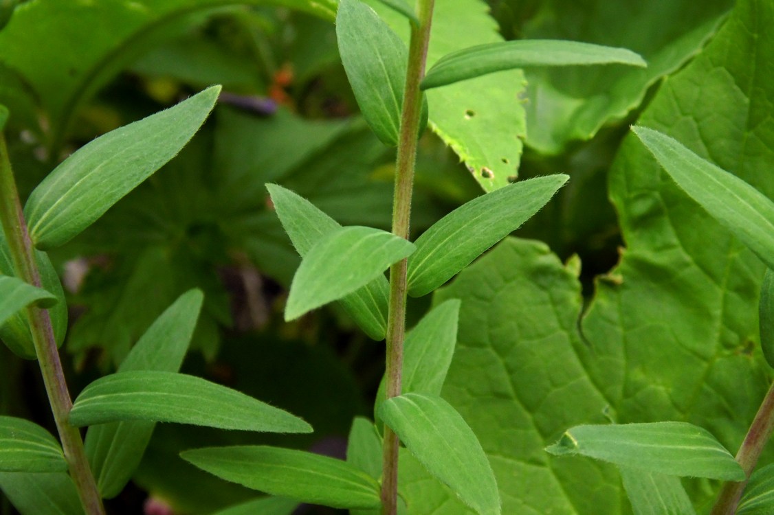 Image of Linum hypericifolium specimen.