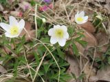 Anemone nemorosa