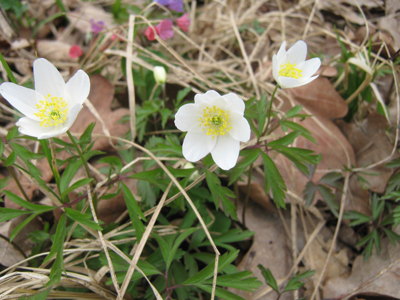 Image of Anemone nemorosa specimen.