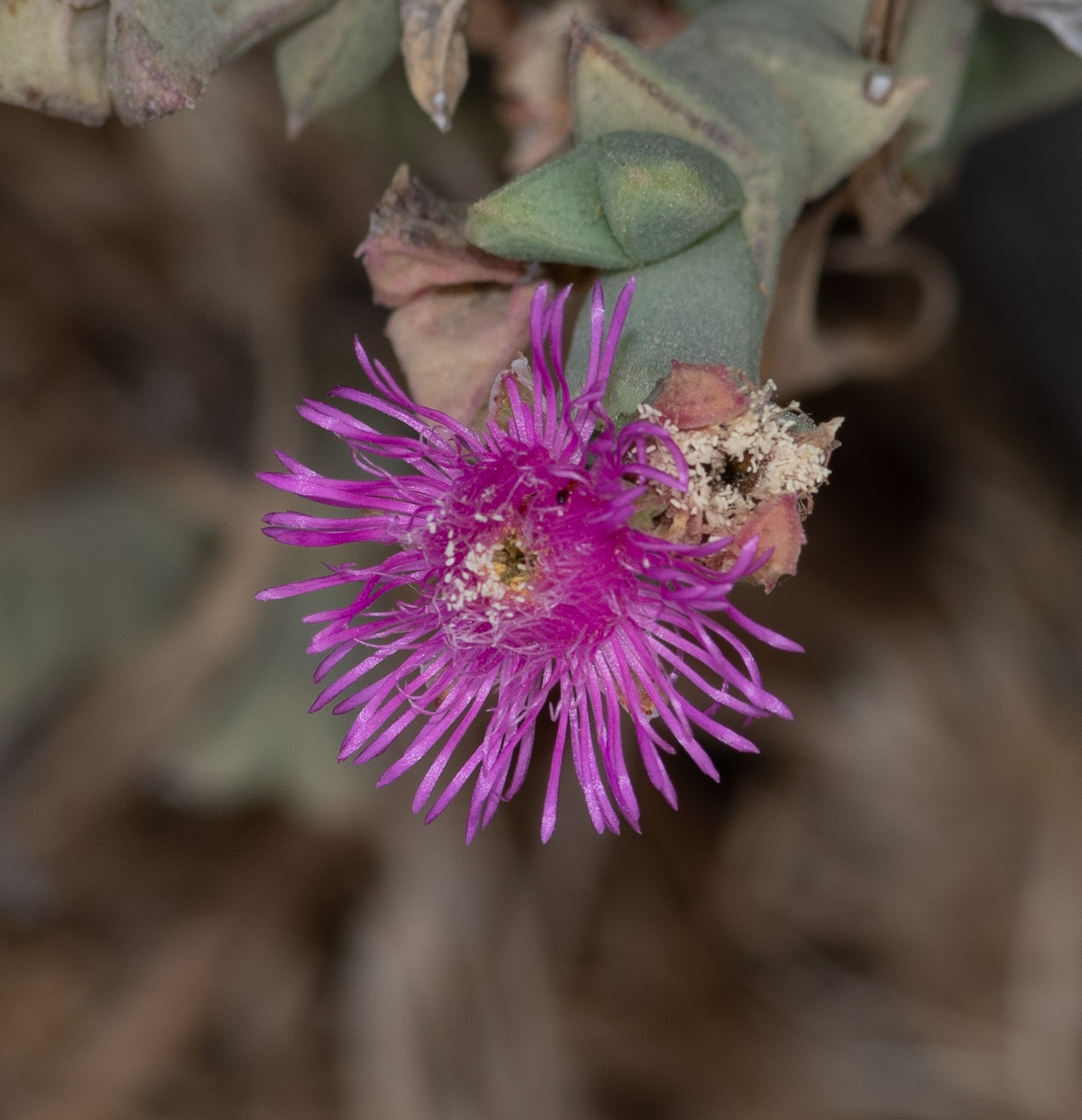 Изображение особи Ruschia perfoliata.