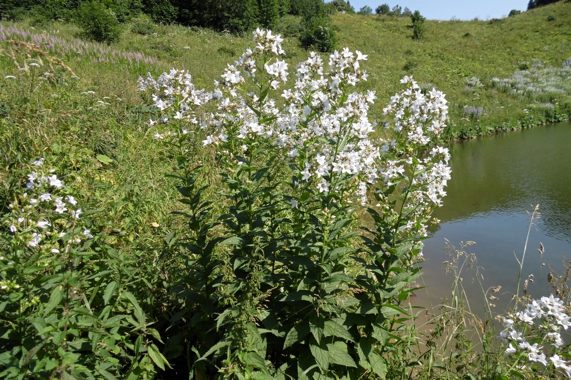 Изображение особи Gadellia lactiflora.