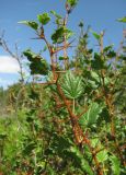 Grossularia reclinata. Верхушка побега. Кабардино-Балкария, Эльбрусский р-н, окр. пос. Эльбрус, ок. 1850 м н.у.м., склон горы. 26.08.2017.