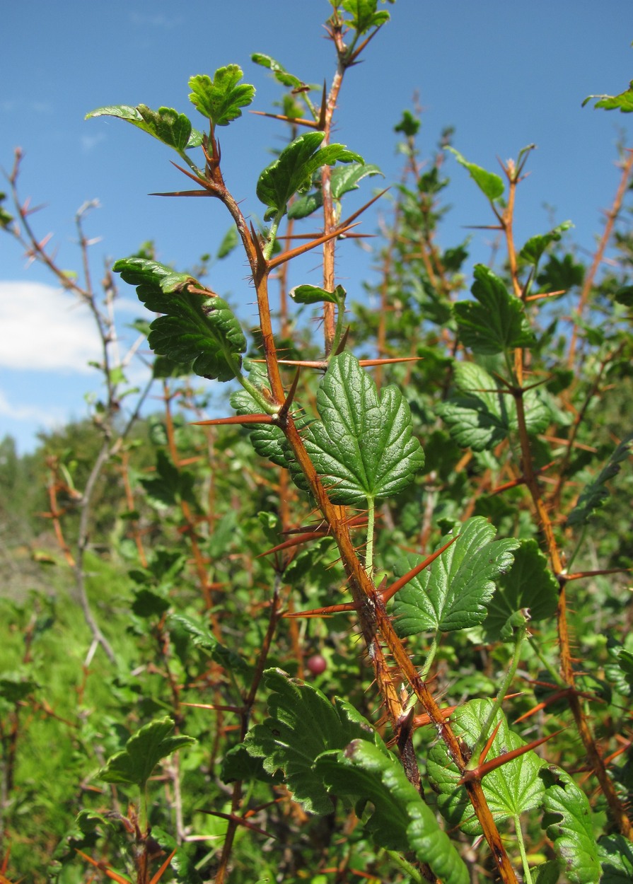 Image of Grossularia reclinata specimen.