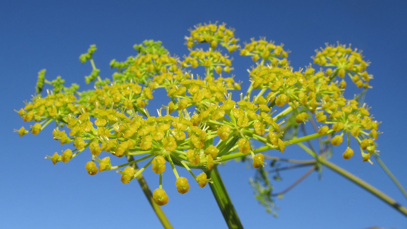 Image of Angelica tatianae specimen.