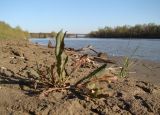 род Rumex