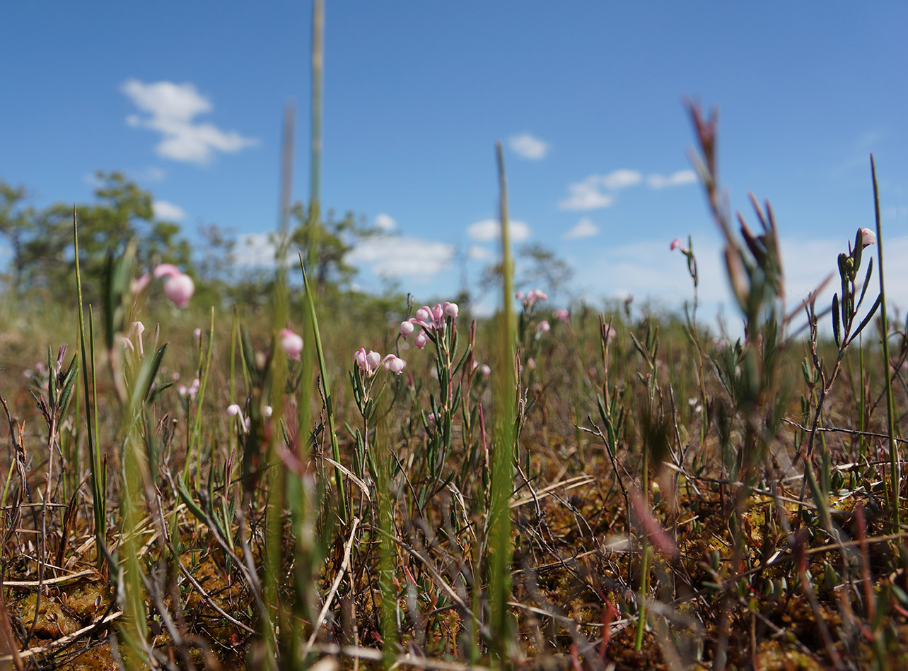 Image of Andromeda polifolia specimen.