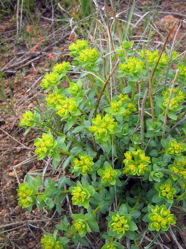 Изображение особи Euphorbia pachyrrhiza.