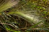 Hordeum jubatum