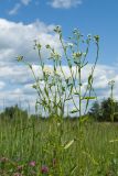 Erigeron annuus. Верхушки цветущих растений. Псковская обл., Опочецкий р-н, 393 км шоссе М20, суходольный луг на старой залежи. 09.07.2017.