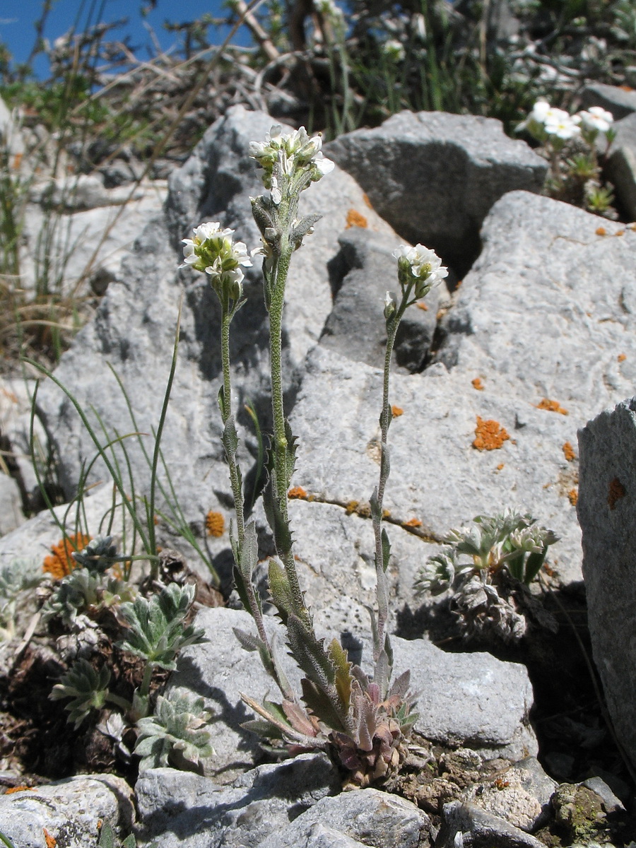 Image of Draba cana specimen.