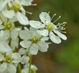 Filipendula vulgaris