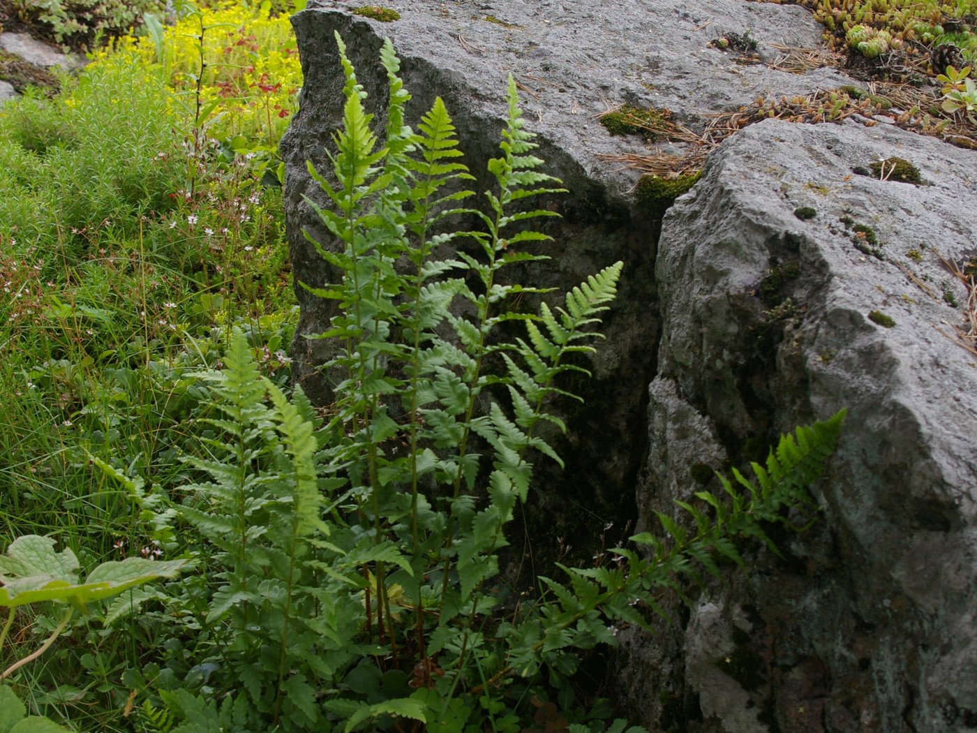 Изображение особи Dryopteris cristata.