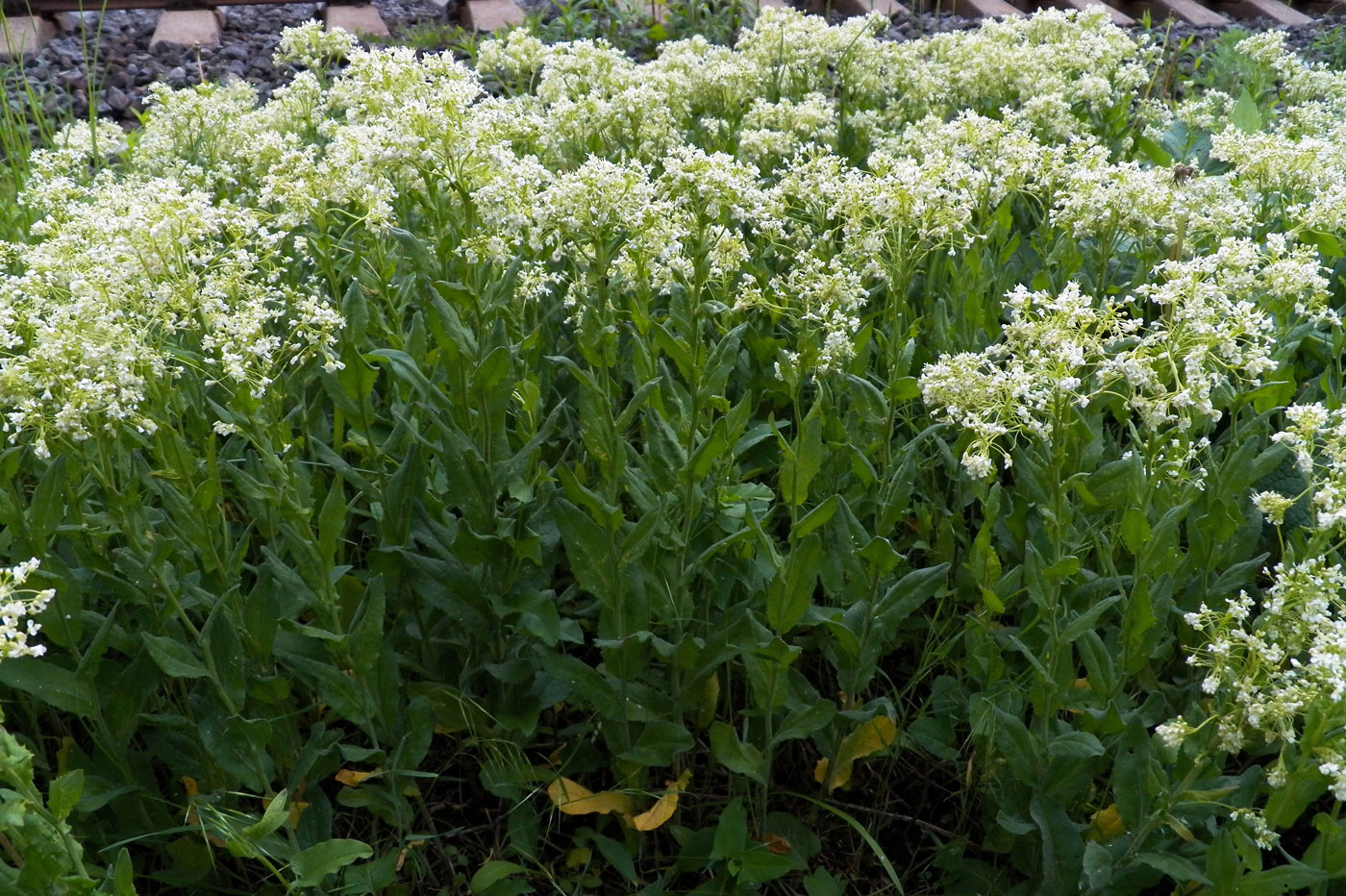 Image of Cardaria draba specimen.