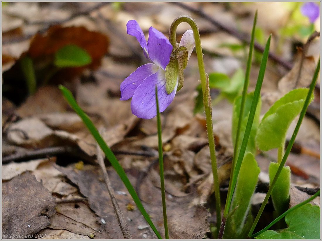 Image of Viola collina specimen.