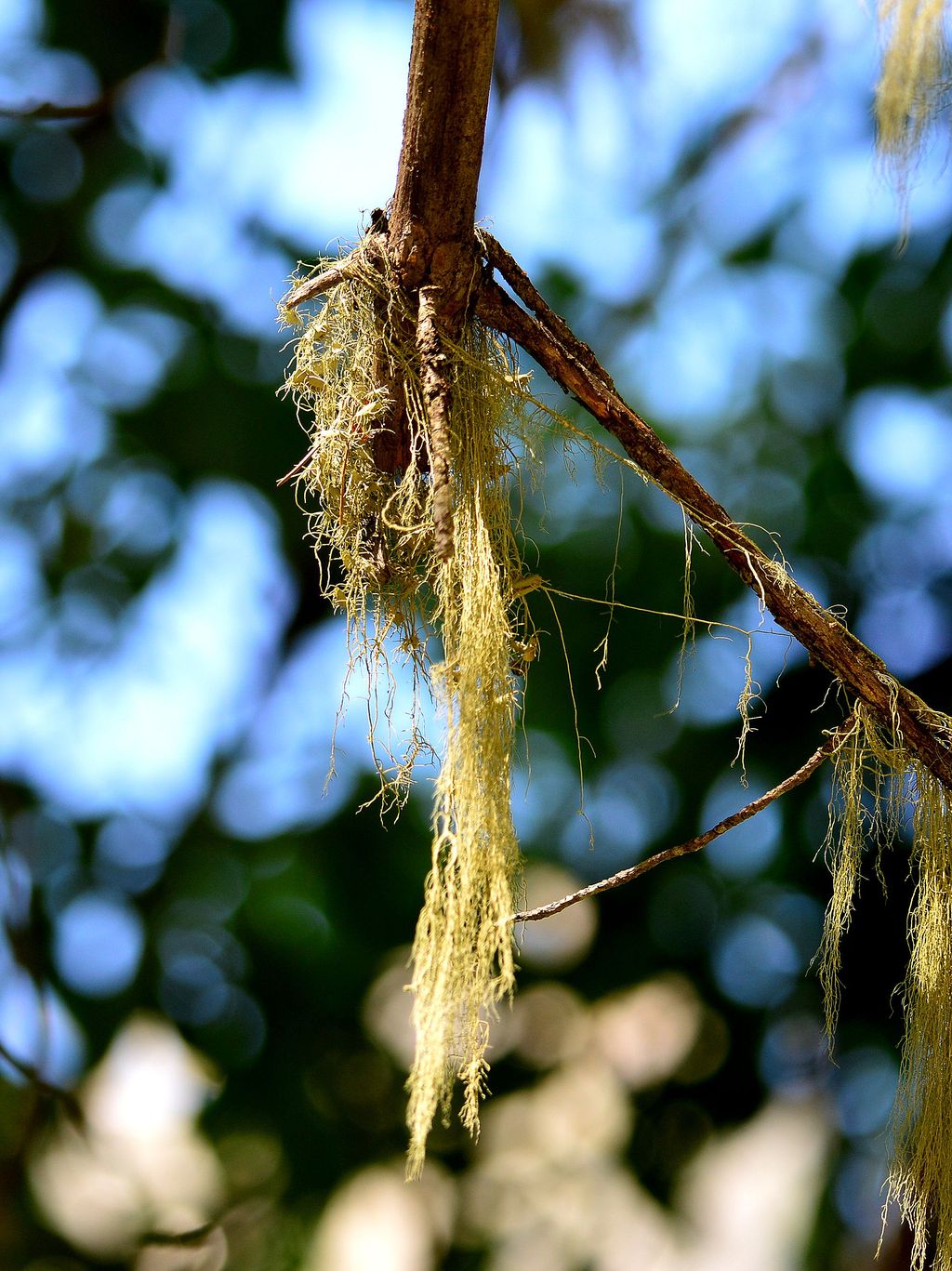 Image of genus Usnea specimen.