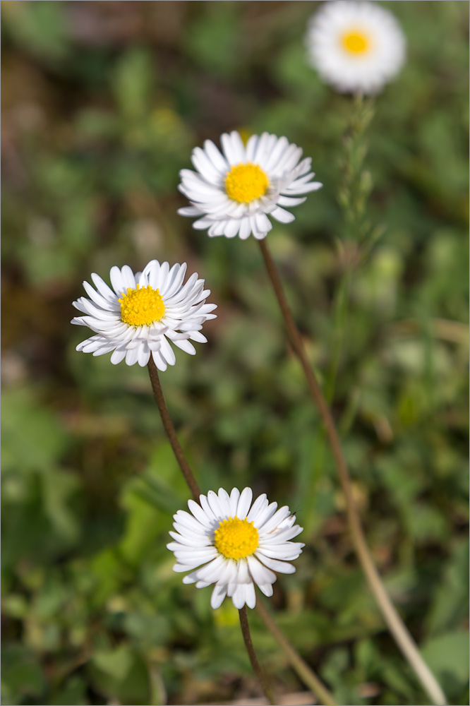 Image of Bellis perennis specimen.