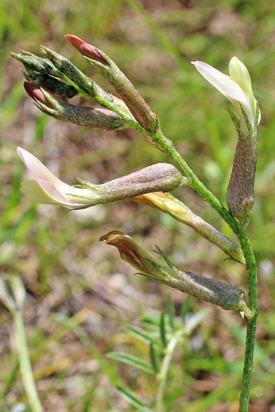 Изображение особи Astragalus macrotropis.