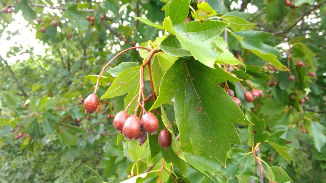 Изображение особи Sorbus torminalis.