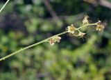 Mitella nuda