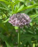 Allium struzlianum