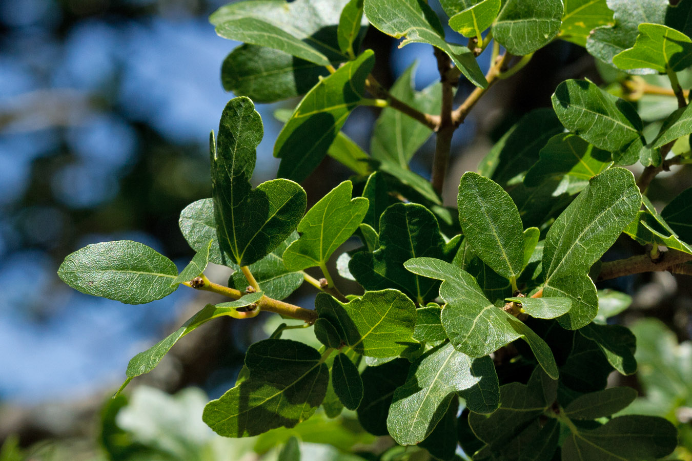 Image of Acer sempervirens specimen.