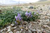 Astragalus argutensis