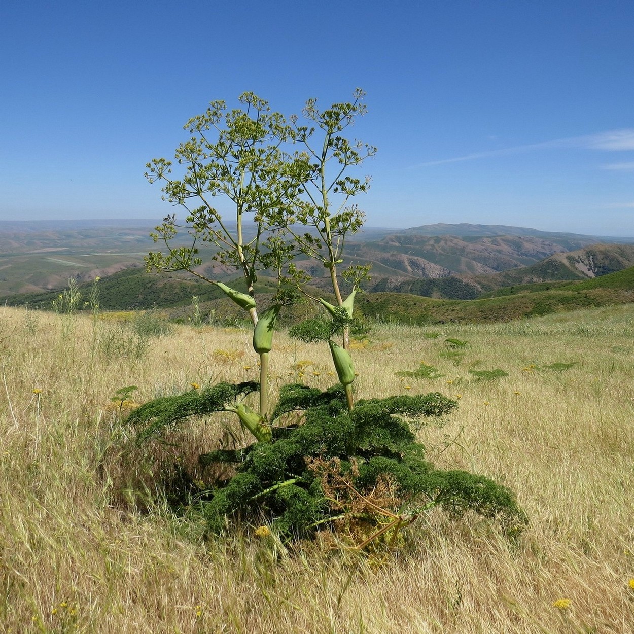 Image of Ferula tenuisecta specimen.