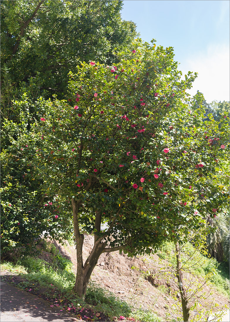 Image of Camellia japonica specimen.