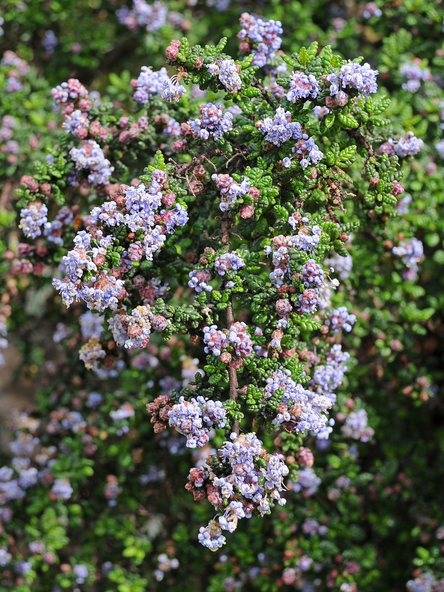 Изображение особи Ceanothus impressus.