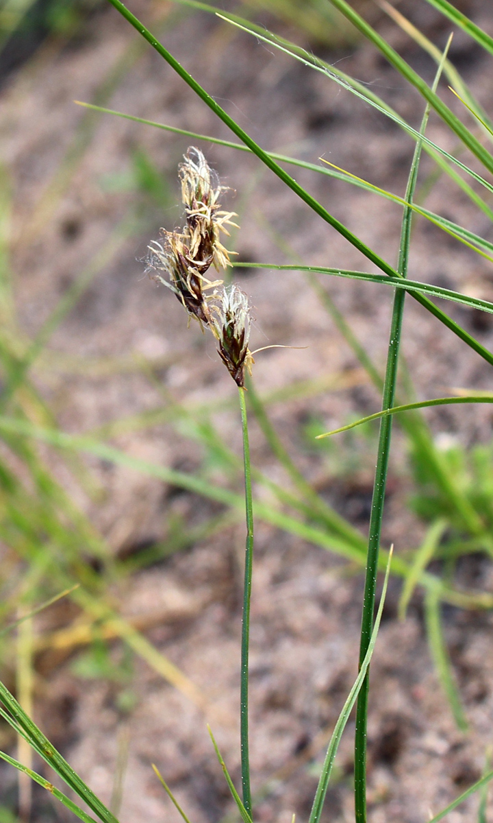 Image of Carex praecox specimen.