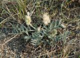 Astragalus lupulinus