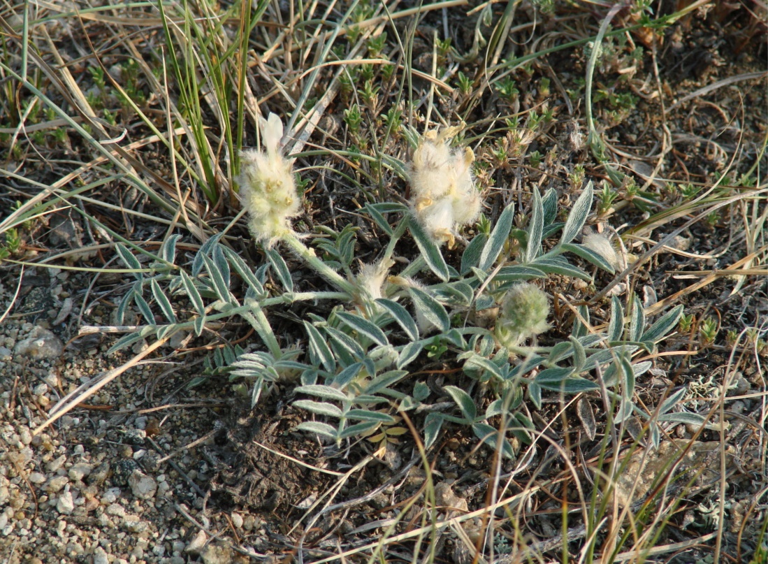 Image of Astragalus lupulinus specimen.