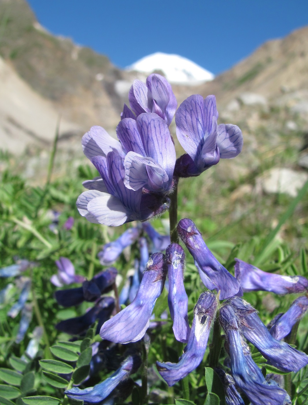 Изображение особи Vicia sosnowskyi.