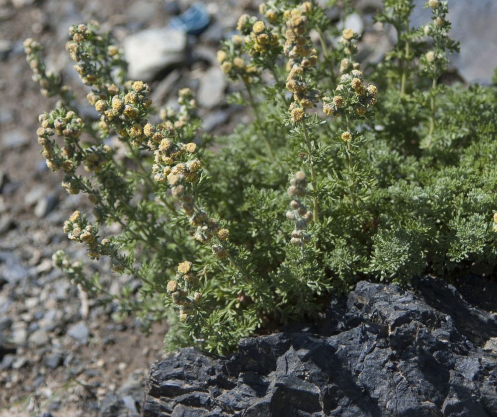 Image of genus Artemisia specimen.