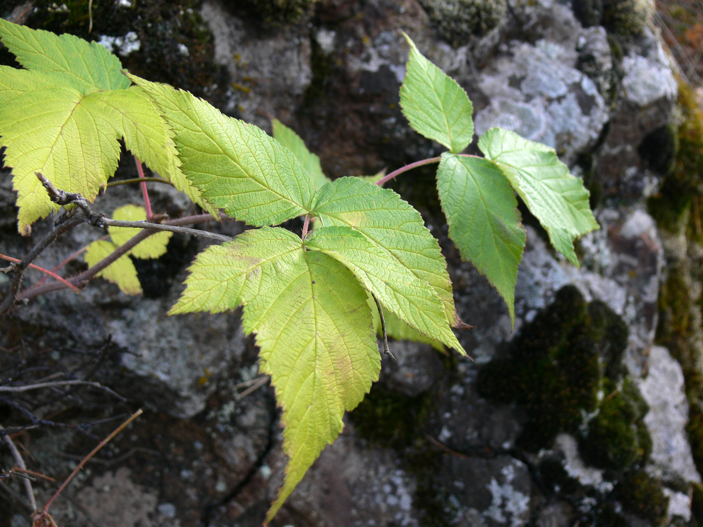 Изображение особи Rubus matsumuranus.