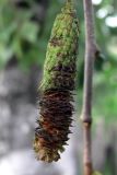Betula platyphylla. Соплодие. Амурская обл., Бурейский р-н, с. Виноградовка, огород. 27.07.2016.