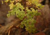 Thalictrum foetidum