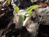 Arctium tomentosum. Розетка молодых листьев. Москва, Кусково, в лесопарке. 11.04.2018.